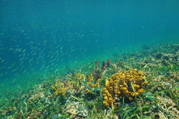 Underwater marine life, a school of juvenile fish over a seabed with corals, seagrass and colorful sponges, Caribbean sea