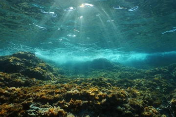 Unterwassersonnenlicht durch die Wasseroberfläche, gesehen von einem felsigen Meeresboden mit Algen im Mittelmeer, Naturszene, Katalonien, Costa Brava, Spanien © damedias