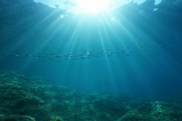 Fototapeta na wymiar Underwater sunlight through the water surface with a school of fish in the Mediterranean sea, natural scene, Catalonia, Costa Brava, Spain