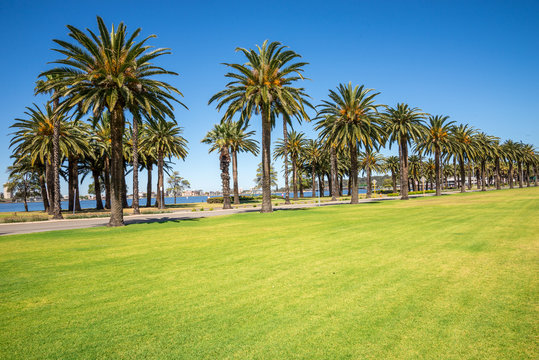 Palm trees along Riverside Drive in Perth, Western Australia