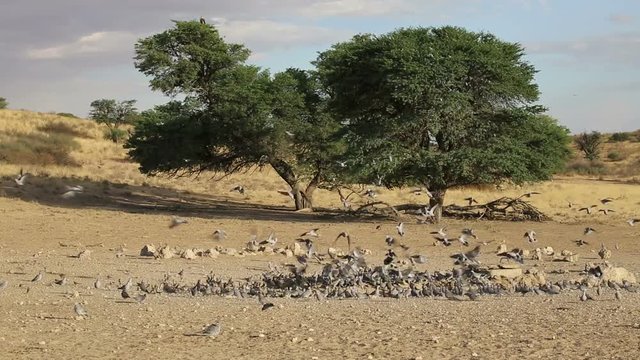Cape turtle doves (Streptopelia capicola) gathering at a waterhole, Kalahari desert, South Africa