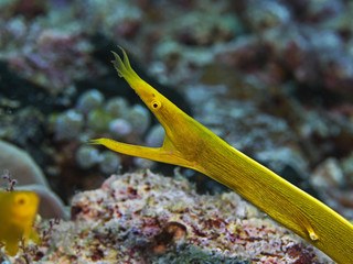 Yellow Ribbon Eel, Gelbe Geistermuräne (Rhinomuraena quaesita)