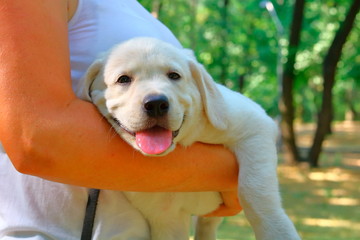 The white puppy is tired for a walk and resting on the hands of his mistress.
