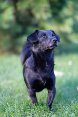 A small black dog with short paws on a lawn in the garden