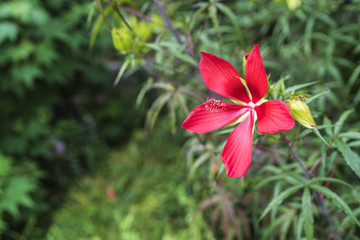 紅葉葵（モミジアオイ）の花