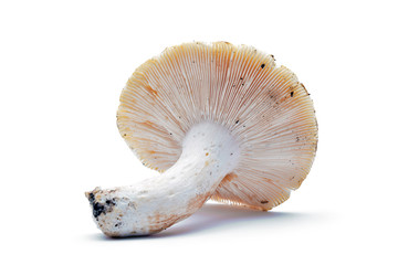 russula virescens mushroom - obrazy, fototapety, plakaty