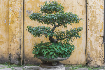 Bonsai Baum in Traditionellem  Topf vor gelber Wand in Hanoi Vietnam