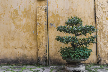 Bonsai Baum in Traditionellem  Topf vor gelber Wand in Hanoi Vietnam