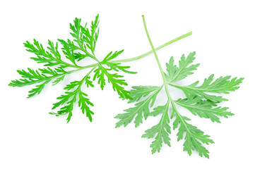 Wormwood (absinthium)leaf