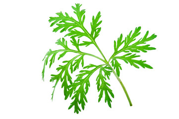 Wormwood (absinthium)leaf