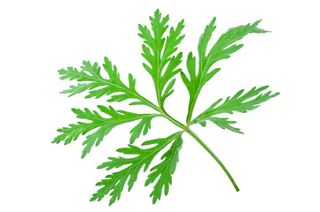 Wormwood (absinthium)leaf