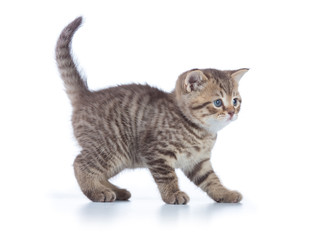 Shorthair scottish cat kitten goes side view isolated on a white background.