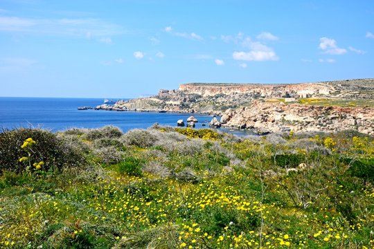 Pretty Spring wildflowers with views towards the cliffs and Mediterranean sea, Golden Bay, Malta.