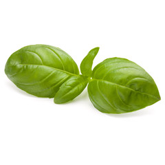 Sweet basil herb leaves isolated on white background closeup