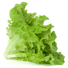 fresh green lettuce salad leaves isolated on white background