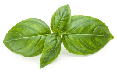 Close up studio shot of fresh green basil herb leaves isolated on white background. Sweet Genovese basil.