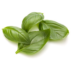 Sweet basil herb leaves handful isolated on white background closeup