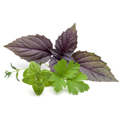Fresh herb leaves variety isolated on white background. Purple dark opal basil, oregano, thyme, parsley.