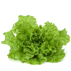 fresh green lettuce salad leaves isolated on white background