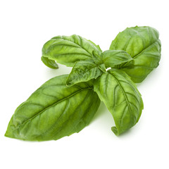 Close up studio shot of fresh green basil herb leaves isolated on white background. Sweet Genovese basil.