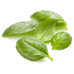 Sweet basil herb leaves handful isolated on white background closeup