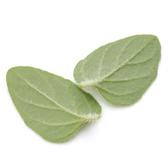 Obraz premium Oregano or marjoram leaves isolated on white background cutout