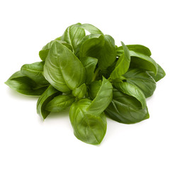 Sweet basil herb leaves bunch isolated on white background