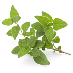 Oregano or marjoram leaves isolated on white background cutout