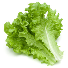 fresh green lettuce salad leaves isolated on white background