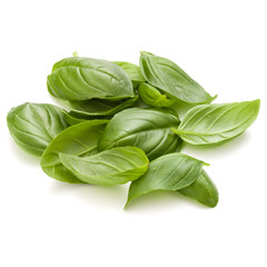 Sweet basil herb leaves handful isolated on white background closeup