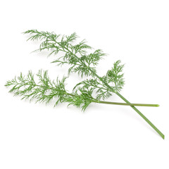 Close up shot of branch of fresh green dill herb leaves isolated on white background