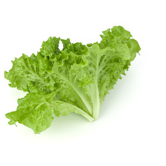 fresh green lettuce salad leaves isolated on white background