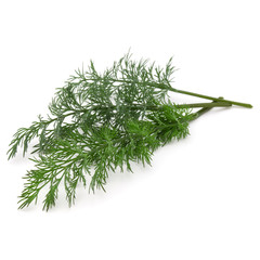Close up shot of branch of fresh green dill herb leaves isolated on white background