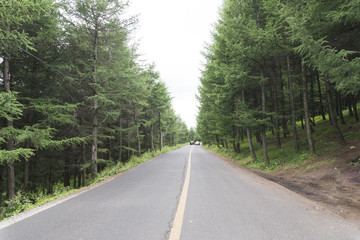 Fototapeta premium Mountain roads and on both sides of the pine tree