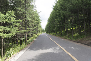 Mountain roads and on both sides of the pine tree