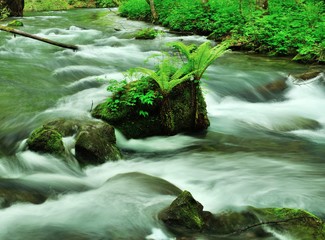 奥入瀬渓流