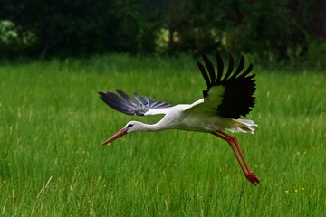Storch beim losfliegen