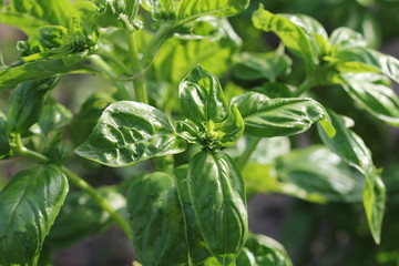 Fresh organic basil plant grows up in garden
