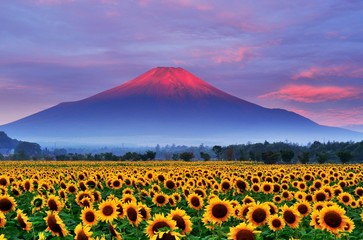 ひまわり畑と赤富士