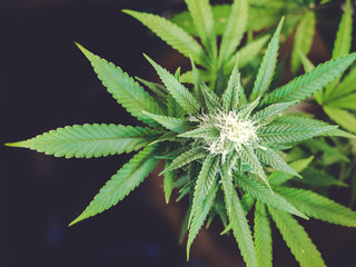 Naklejka na ściany i meble Blurry Marijuana Background with Leaves and Bud Growing on Plant