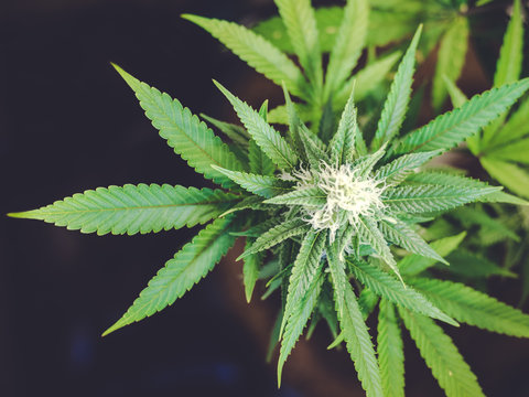 Blurry Marijuana Background with Leaves and Bud Growing on Plant