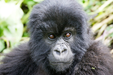 Young mountain gorilla