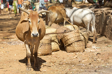 Indian cattle