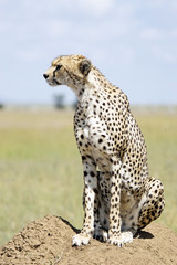 Cheetah