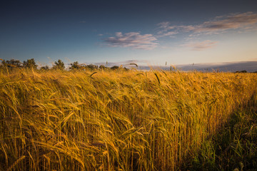 Obraz premium Golden wheat field and sunny day. Rural landscape.