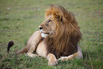 Naklejka na ściany i meble African lion (Panthera leo)