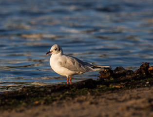 Obraz premium White seagulls over Baltic Sea in Poland