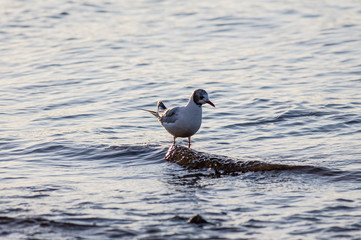 White seagulls over Baltic Sea in Poland
