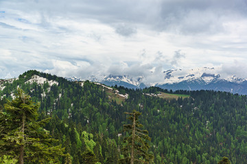 Young greens of deciduous trees and the dark needles of fir trees on the snowy slopes of the Caucasus mountains