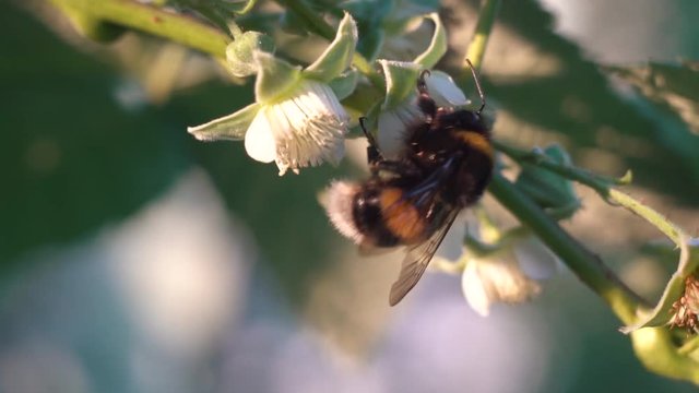 Bumblebee Collects Nectar on a Raspberry Flowerм
